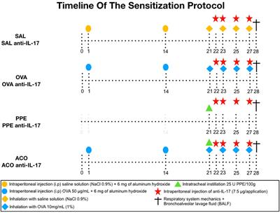 Modulating asthma–COPD overlap responses with IL-17 inhibition